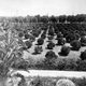 Illustration for article titled Before the Walk of Fame, Lemon Groves Surrounded Hollywood Vine